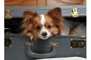 Где можно оставить собаку на время отпуска: доступные безопасные варианты